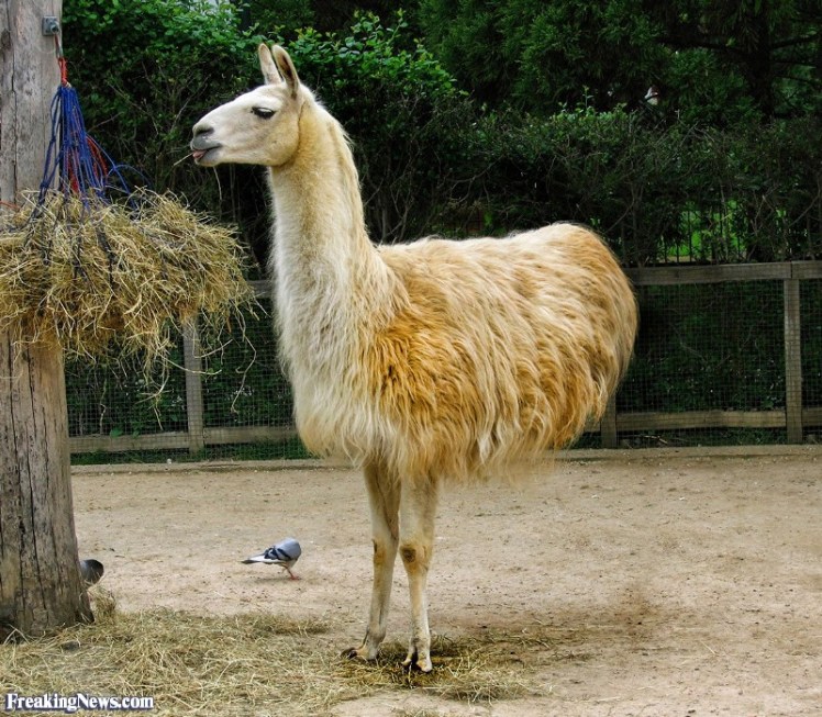 llama-with-two-legs-123251